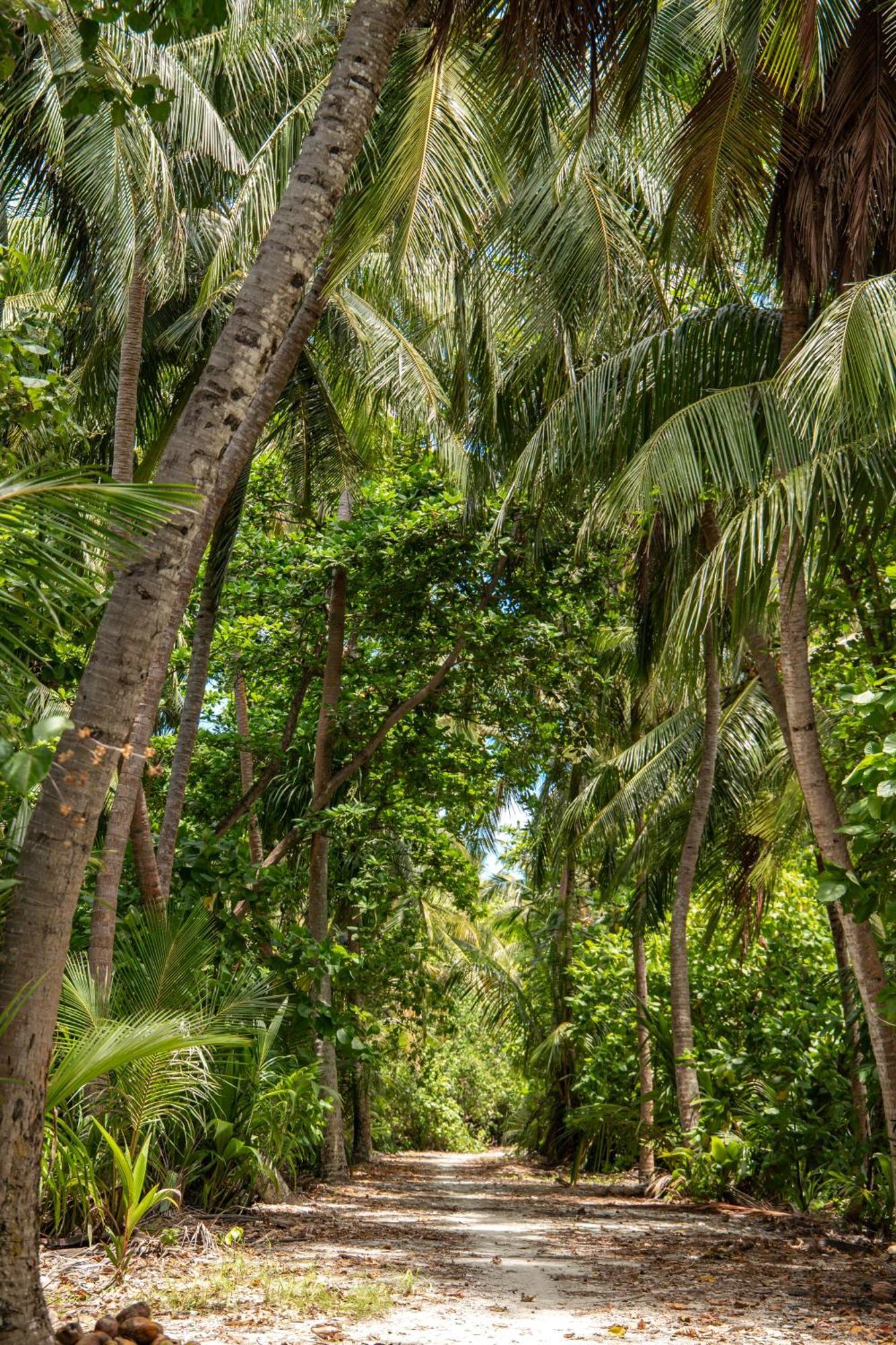 Tropical Tree Otel Fehendhoo Dış mekan fotoğraf